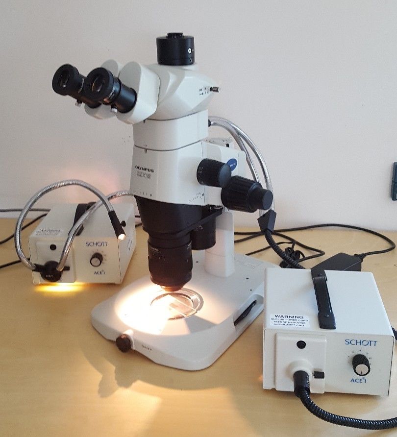 Olympus SZX16 – стереомикроскоп с широким набором функций